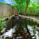back yard 8